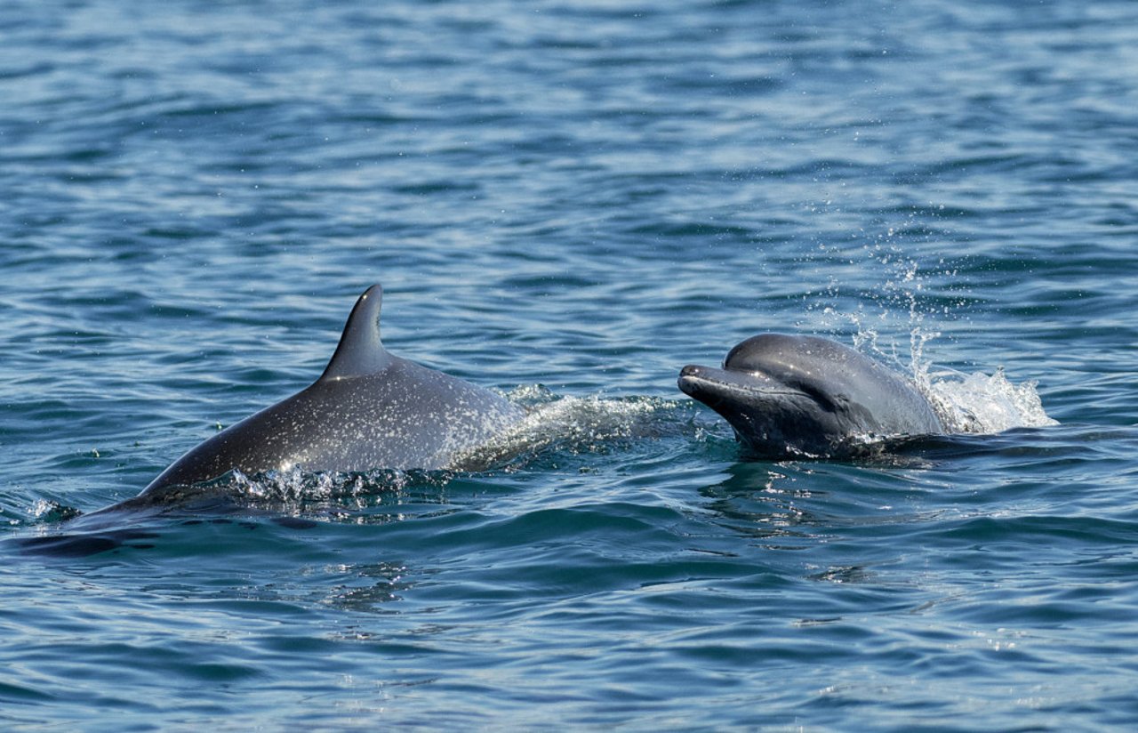 Dois golfinhos no mar