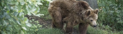 En björn i skogen, här hittar du information rörande pressfrågor och World Animal Protection Sverige.