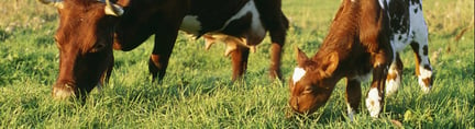 Kor och kalvar i mjölkindustrin