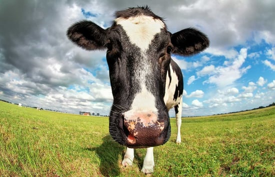 Enligt svensk lag har kor rätt att beta gräs utomhus på sommaren, eftersom det är ett naturligt beteende som de mår bra av. Men så kanske det inte är så länge till. Det finns kritiker som vill att kor ska kunna hållas inomhus året runt.