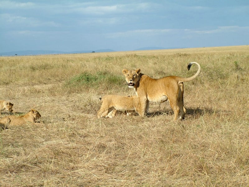 En lejoninna vaktar över sina ungar