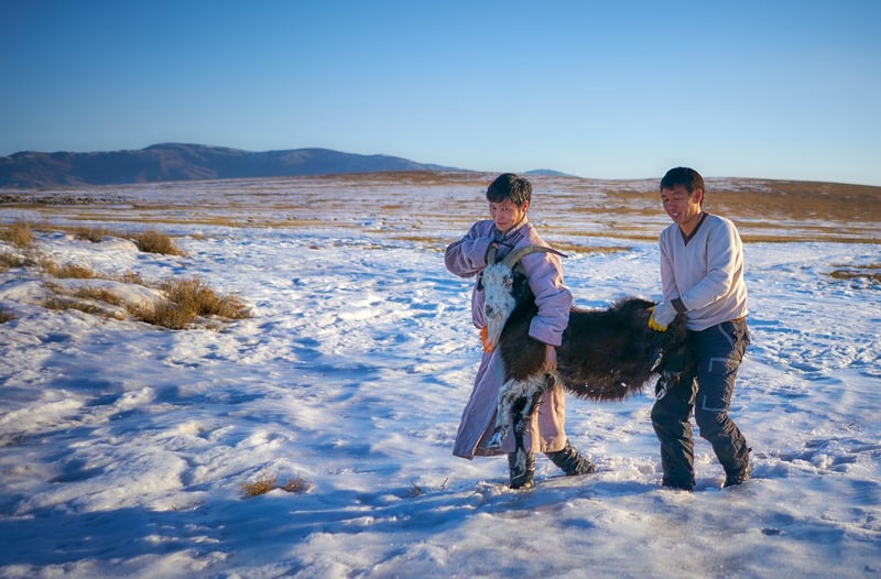 World Animal Protection finns på plats och hjälper de mongoliska djuren och deras ägare