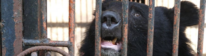 Sydkorea tar avgörande steg för att stoppa björngalla