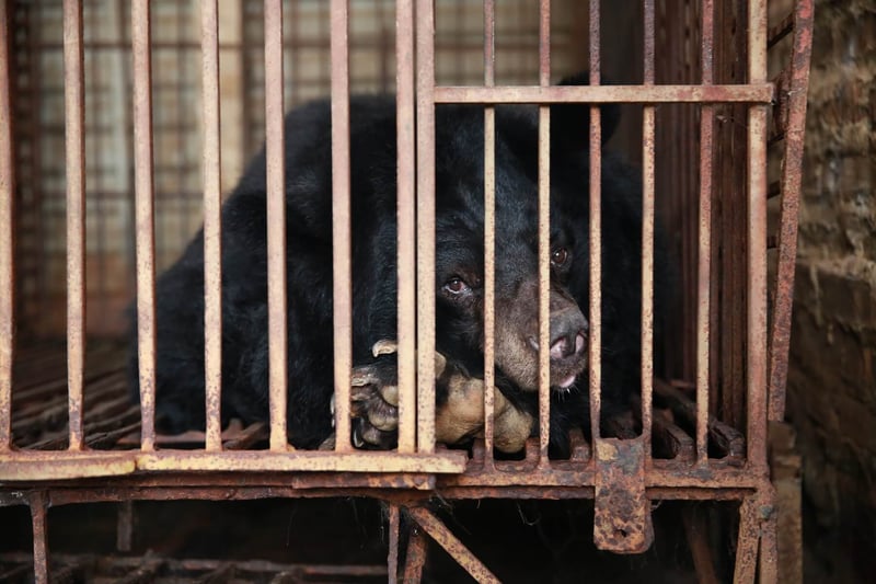 Bear bile farm in Phuc Tho, a rural district of Hanoi in Vietnam