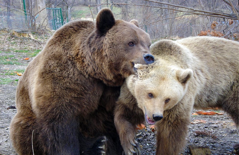 Tillykke til vores rumænske bjørnereservat