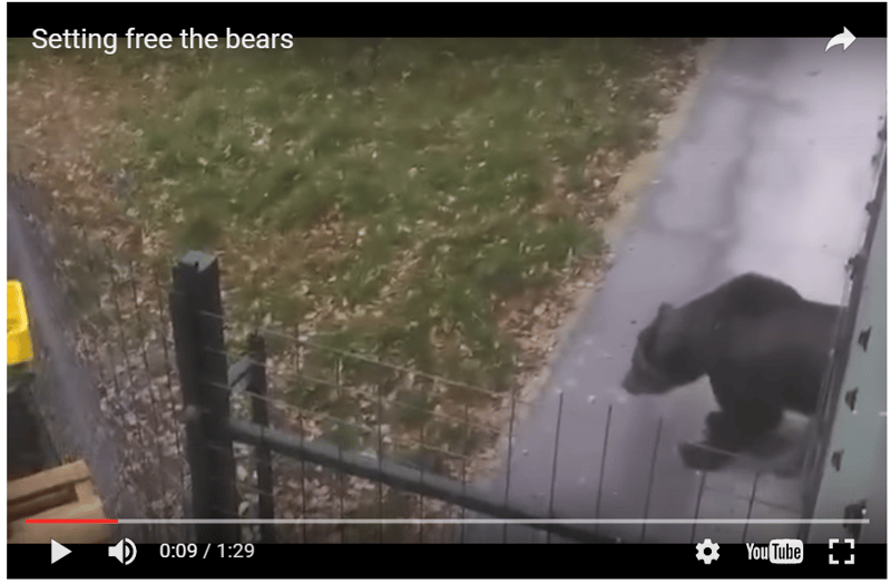 Tio björnar kvar att rädda efter senaste insatsen
