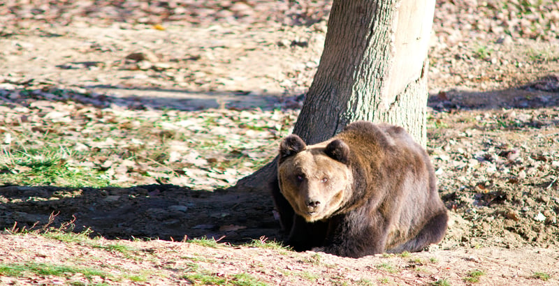 Julhälsning från vårt rumänska björnreservat