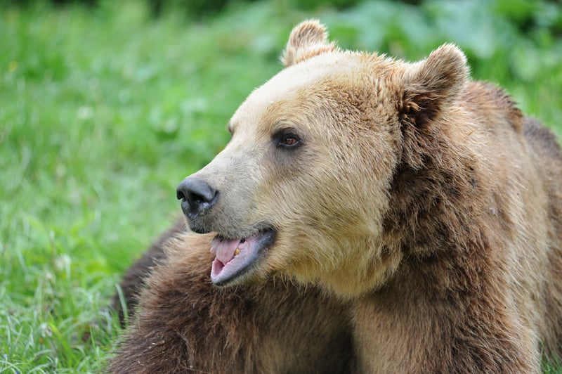 En bjørn, der er reddet og lever i tryghed i det rumænske reservat