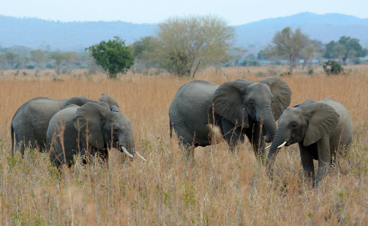 Elefanter i Tanzania