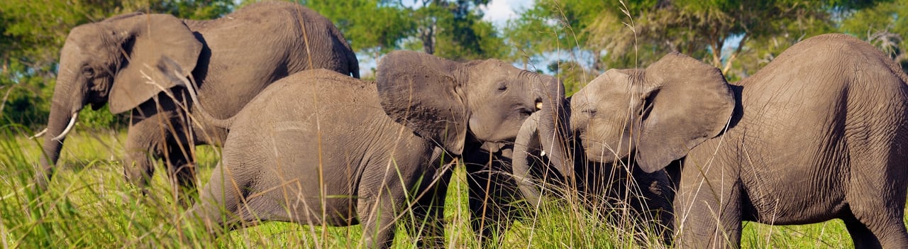 Elefanter i Tanzania