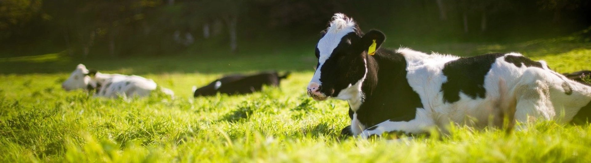 Kor och kalvar i mjölkindustrin