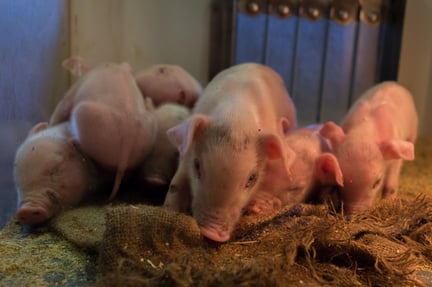 Här på en gård i Nederländerna har grisarna ett bra liv. 