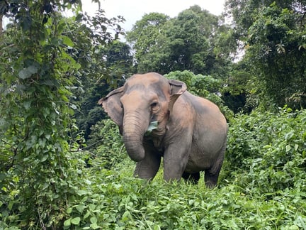 Elefant i reservatet Tree Tops Elephant Reserve