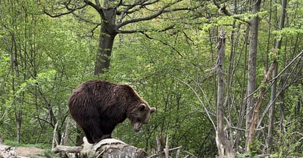 Kampen för björnar  