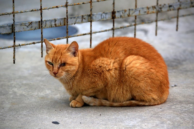 A stray cat at Maracanã Stadium, Rio