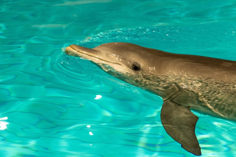Kolmårdens äldsta delfinhona Nephele har dött. Hon dog den 15 januari och nu har obduktionsrapporten offentliggjorts i media. Den visar att hon kvävdes av konstgjord tång i sin bassäng. - Foto Tom Svensson