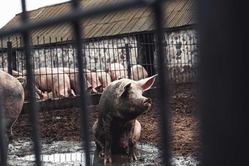 Nu har domen kommit efter att Djurrättsalliansen med dolda kamera dokumenterade brutal misshandel av djur i ett slakteri i Skåne 2021. Två personer döms för djurplågeri och brott mot djurskyddslagen till villkorlig dom och böter på sammanlagt drygt 50 000 kronor.
