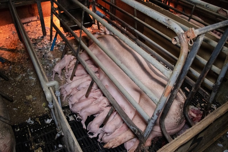 In June and July 2022, World Animal Protection carried out an investigation into several UK factory farms. Field Operators visited and obtained content from two intensive pig farms located in the UK. The investigation approach involved a field team entering the unsecured site to document conditions within the farm. One of the farms houses both farrowing and finishing pigs and is relatively large, housing over 3,000 sows and 4,600 production pigs. Pictured; Piglets suckling from sow in farrowing crate on UK factory farm. Foto: World Animal Protection / Tracks Investigations