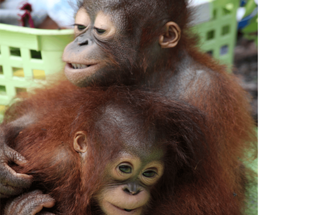 0715-orangutanger-kram