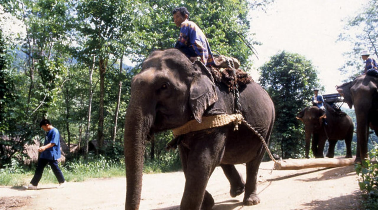 Nam Gaew har en skade efter sin tid i en elefantridningslejr. Hver dag plejer hendes mahout såret.