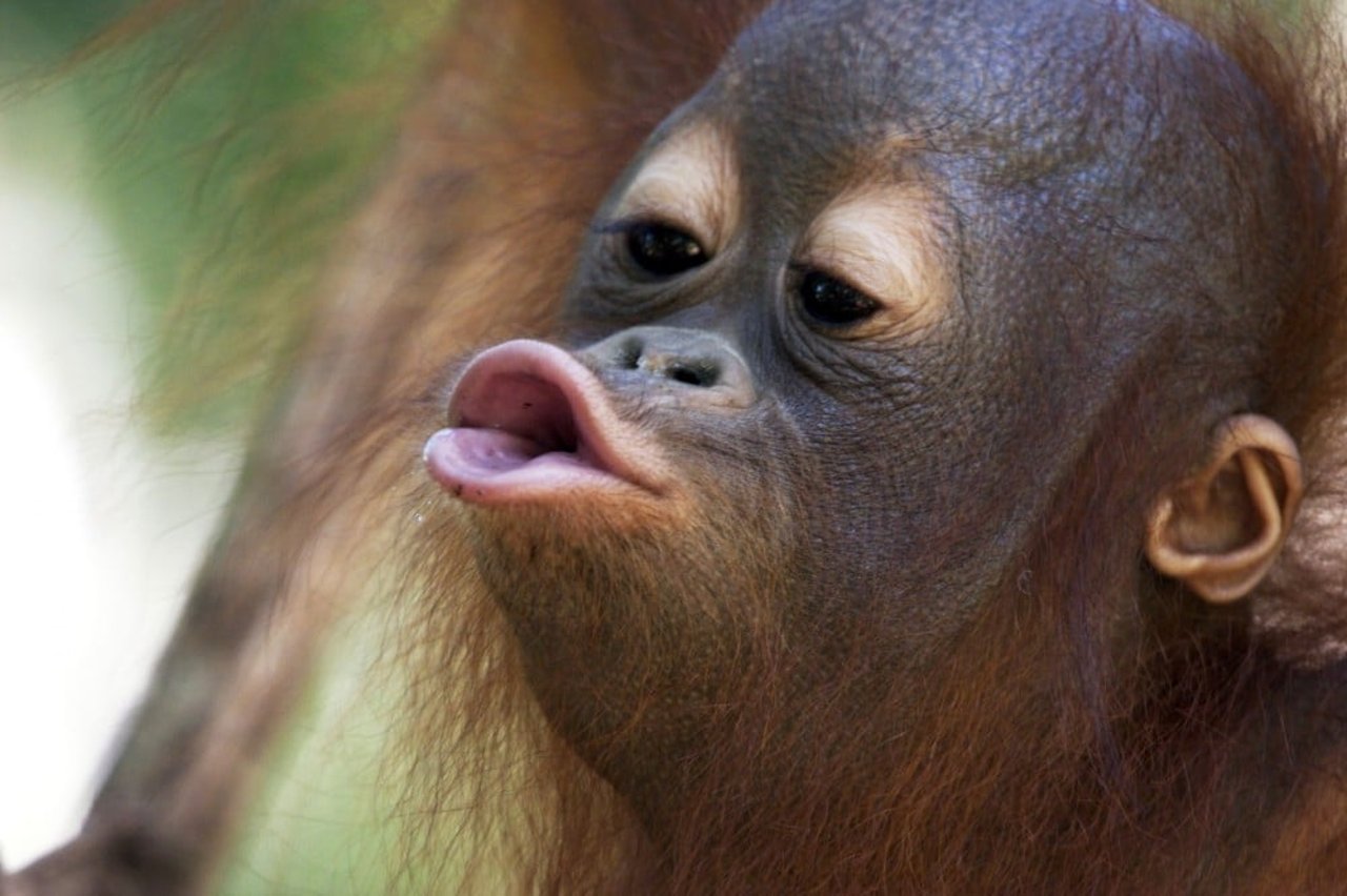 Orangutang