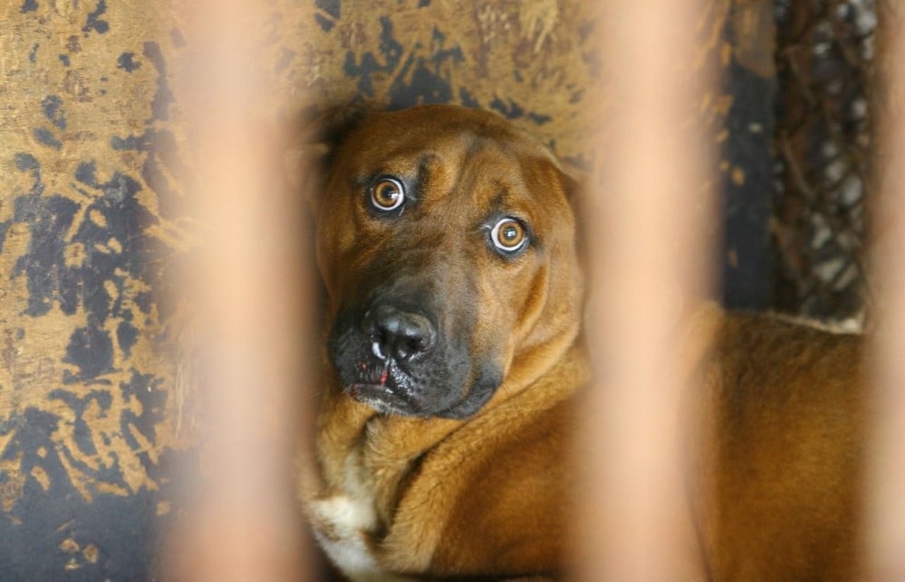 Cachorro caramelo deitado, atrás de grades, com os olhos de assustado