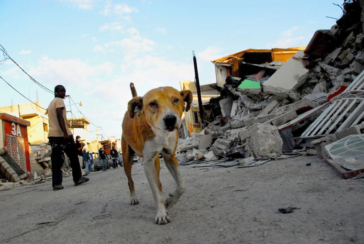 1010231_dog_haiti_earthquake