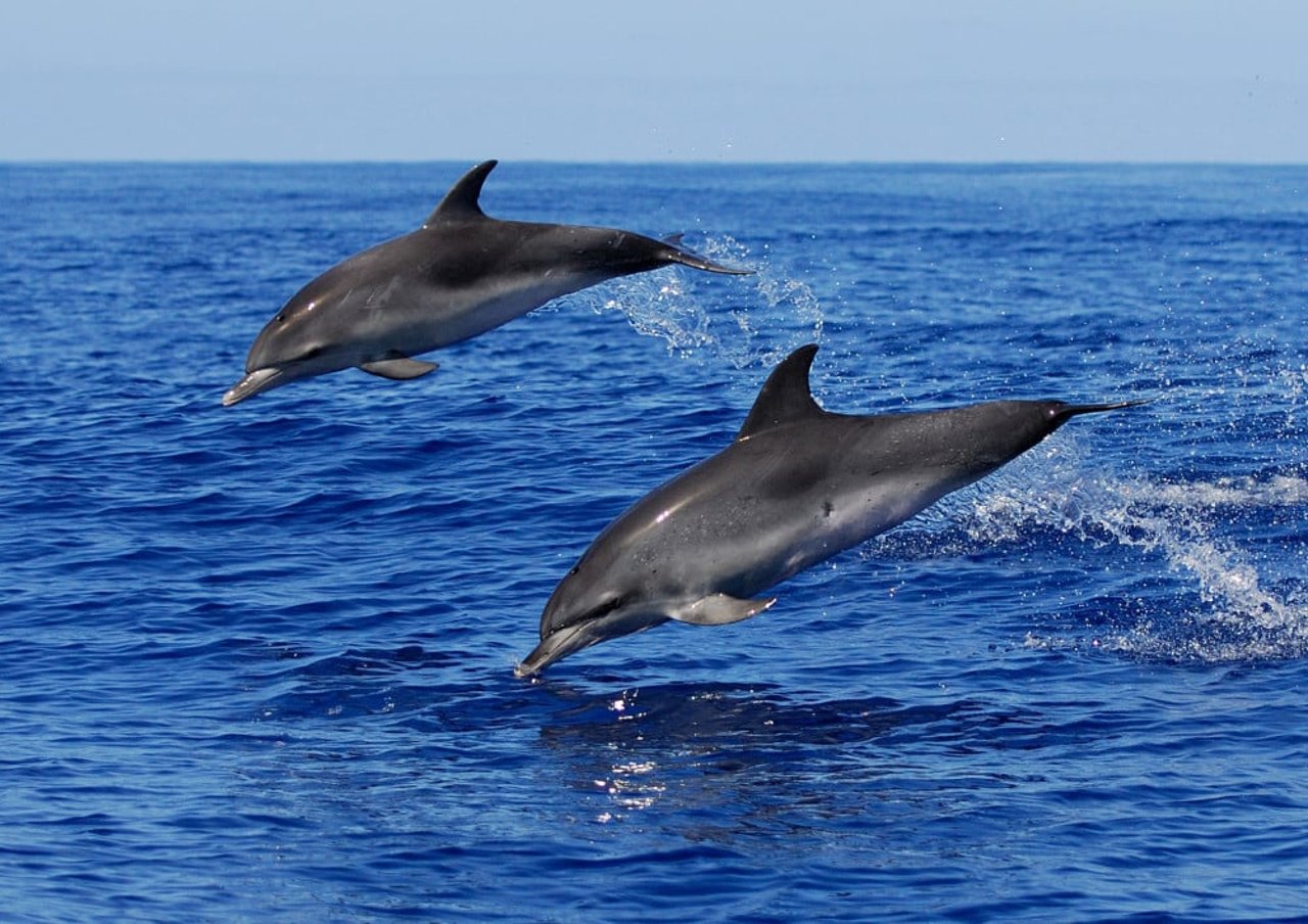 Atlantic spotted dolphins off the coast of Azores, Portugal