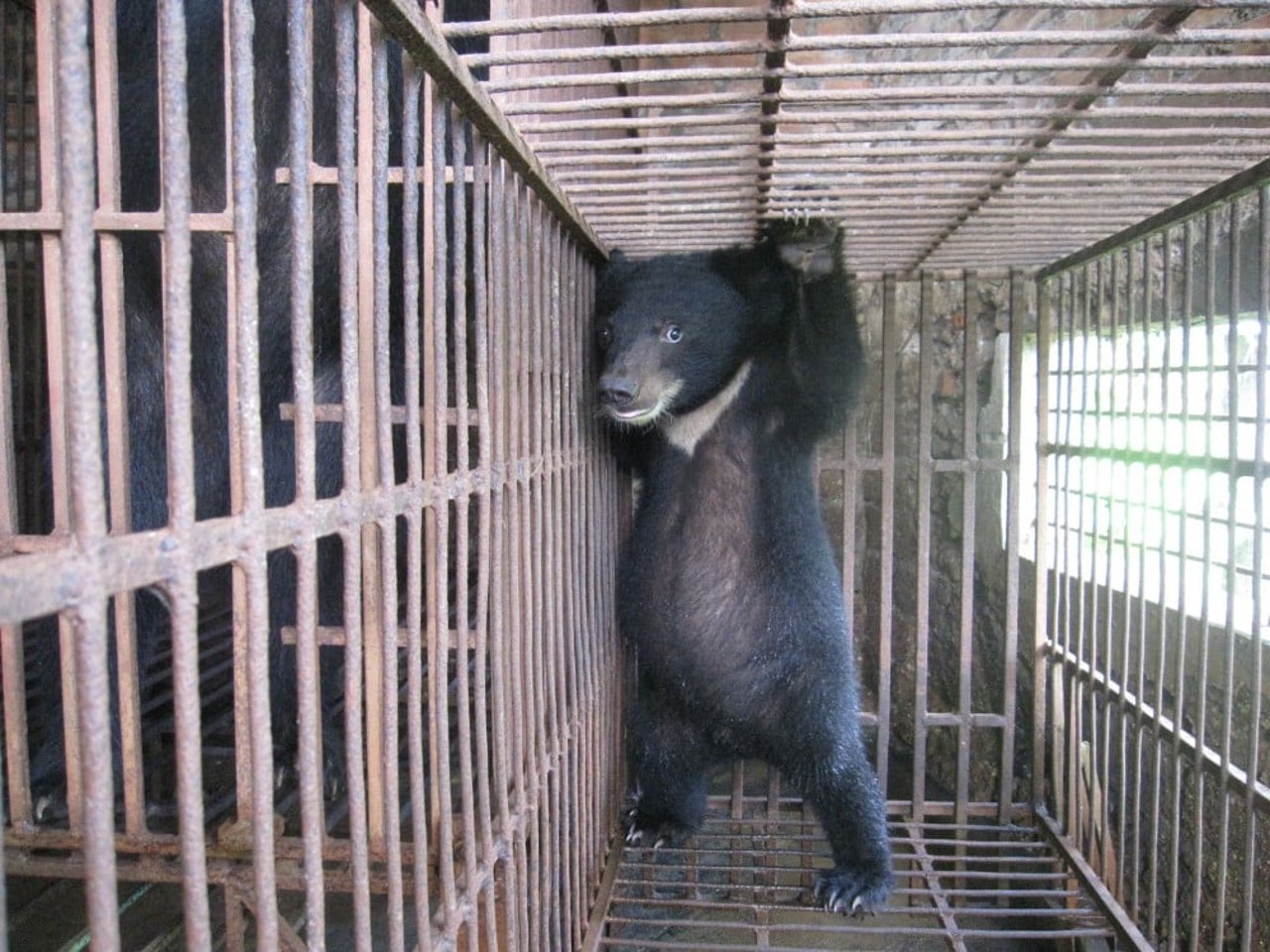 A bear cub in a farm in Phuc Tho, Vietnam - World Animal Protection