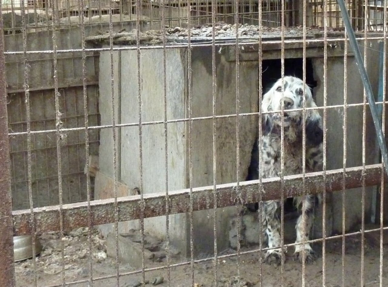 Cachorro branco com manchas pretas está atrás de uma grade, onde é mantido pela indústria da carne de cachorro na Coreia do Sul