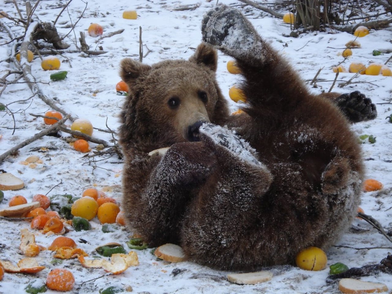 vintervård för reservatets björnar
