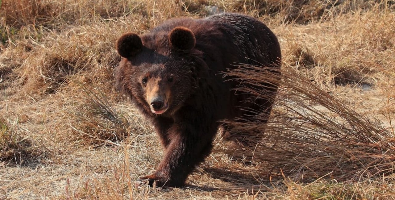 Bear in a sanctuary