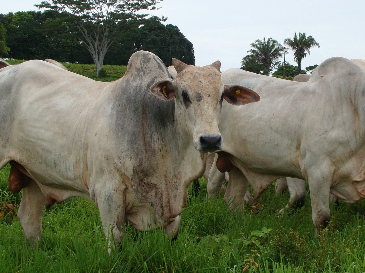 Runderen in Mato Grosso