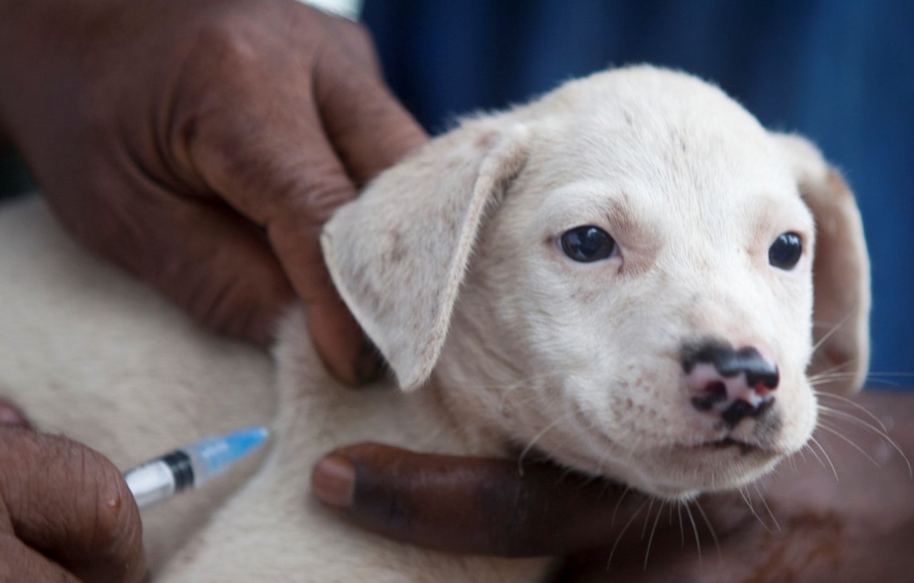 Hund bliver vaccineret i Zanzibar