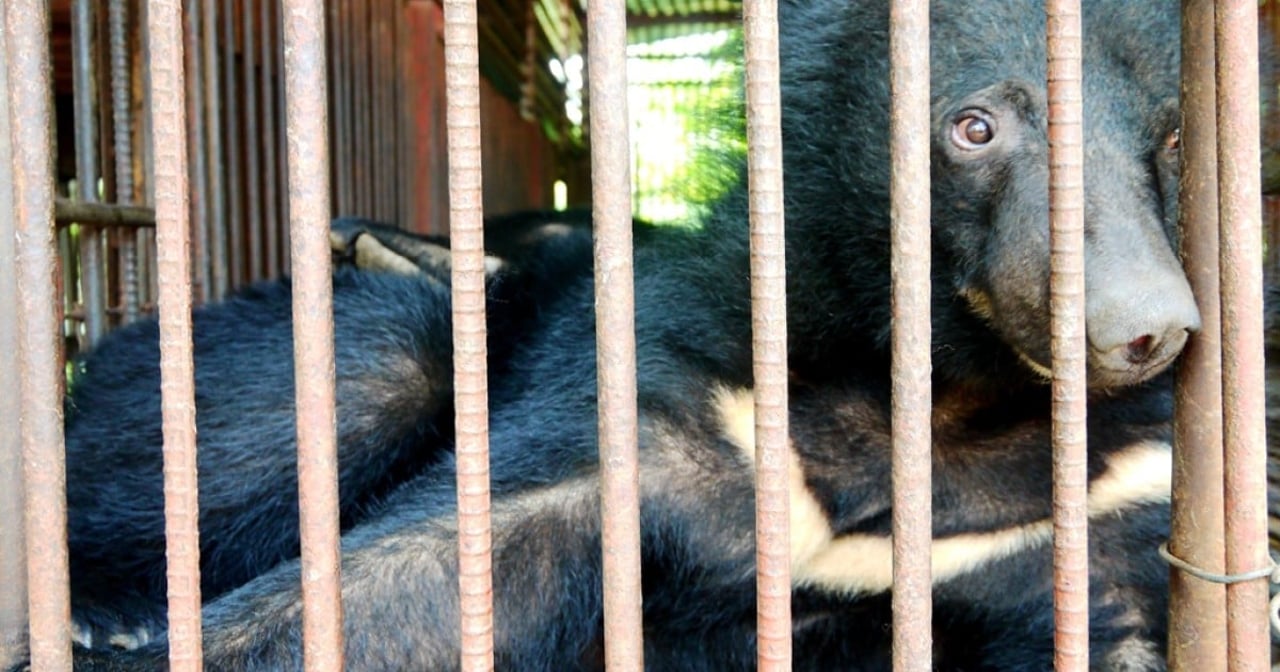 A South Korean Moonbear cub leans on a tree branch