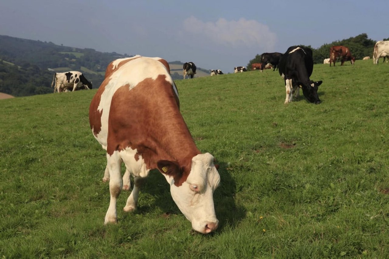 Cow in field