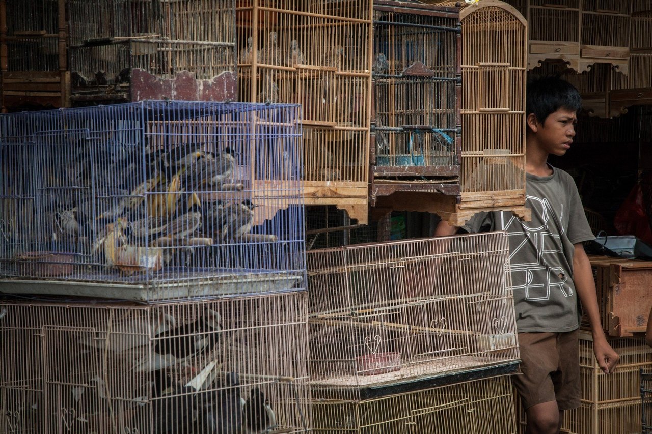  A boy stands by caged birds for sale at the Denpasar Bird Market (Pasar Burung) in Bali, Indonesia