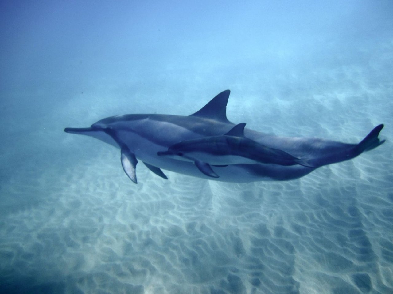 Delfiner simmar i det vilda