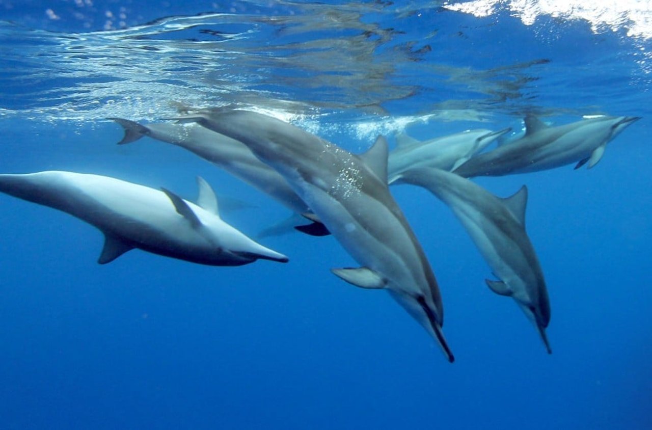 Dolphins in the wild