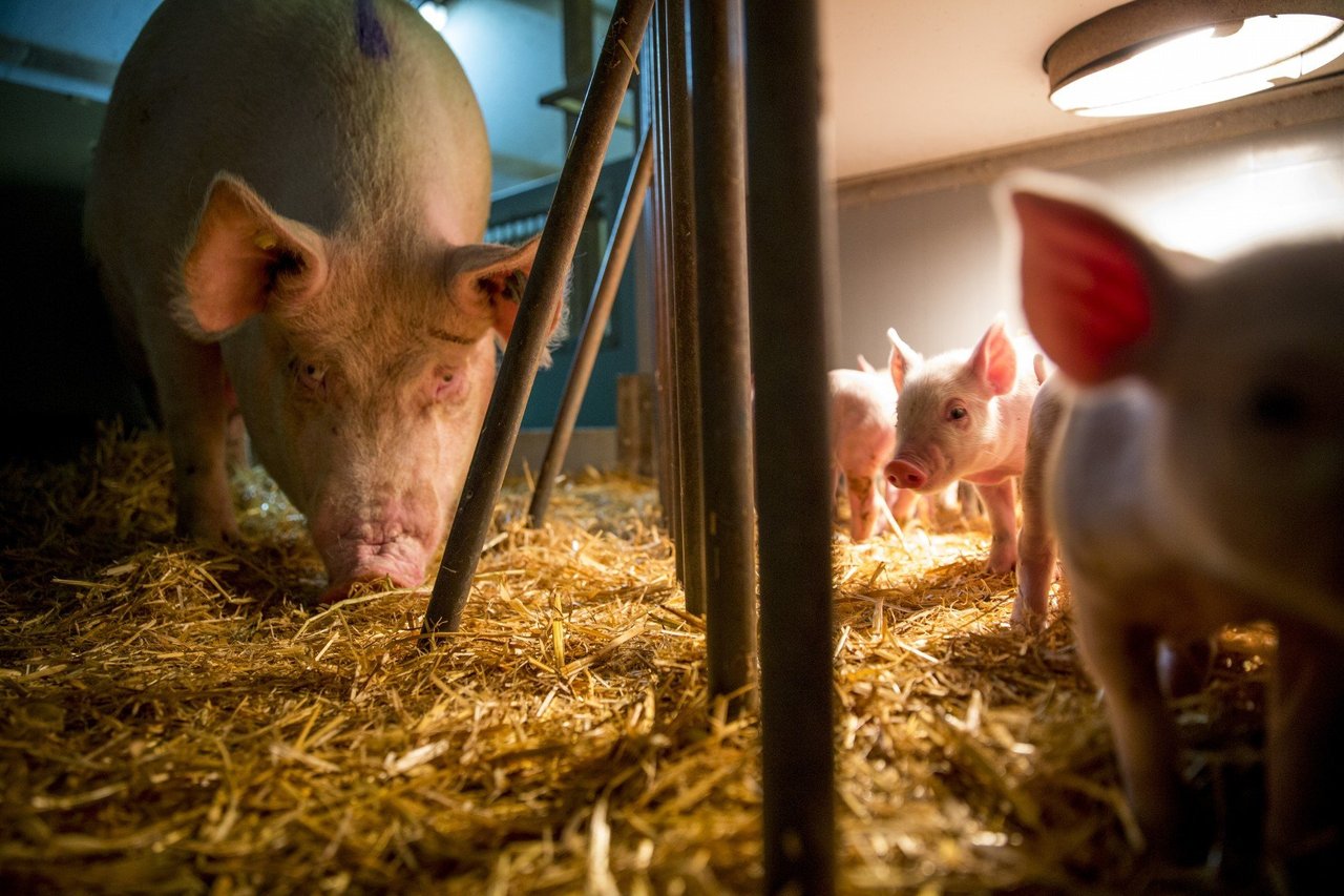 Mother Pigs 2021 30 