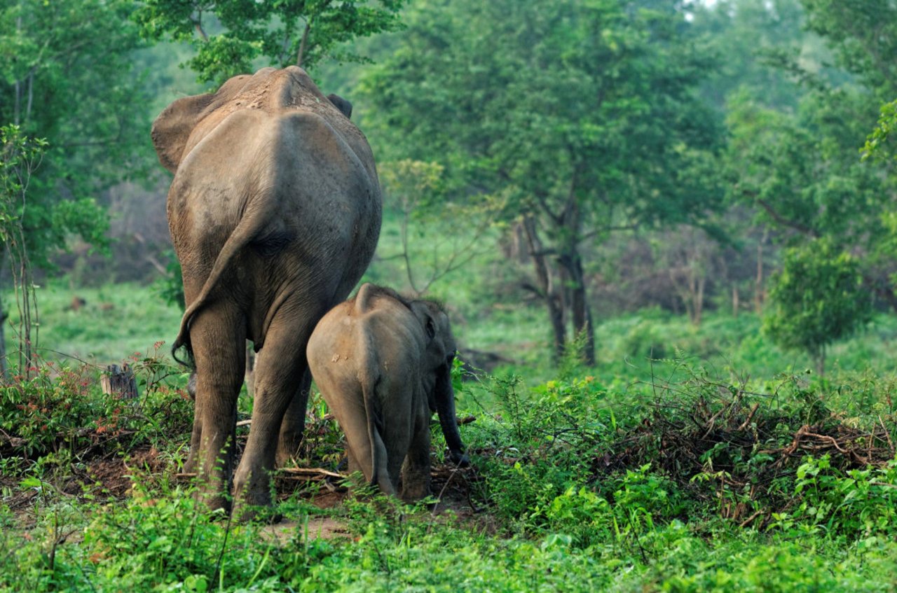 Wild asian elephants in Kaudulla National Park in Sri Lanka