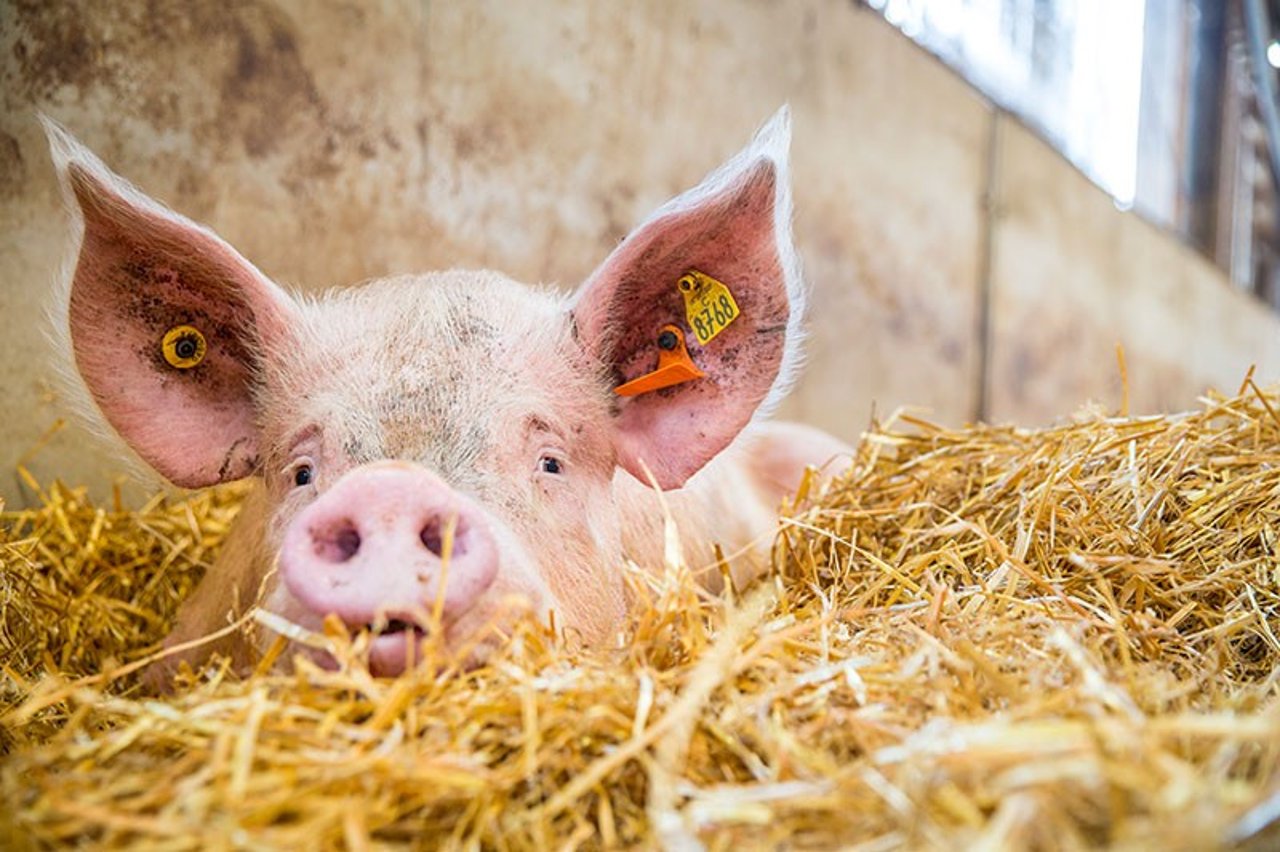 Pregnant pig resting in a higher welfare indoor farm in the UK