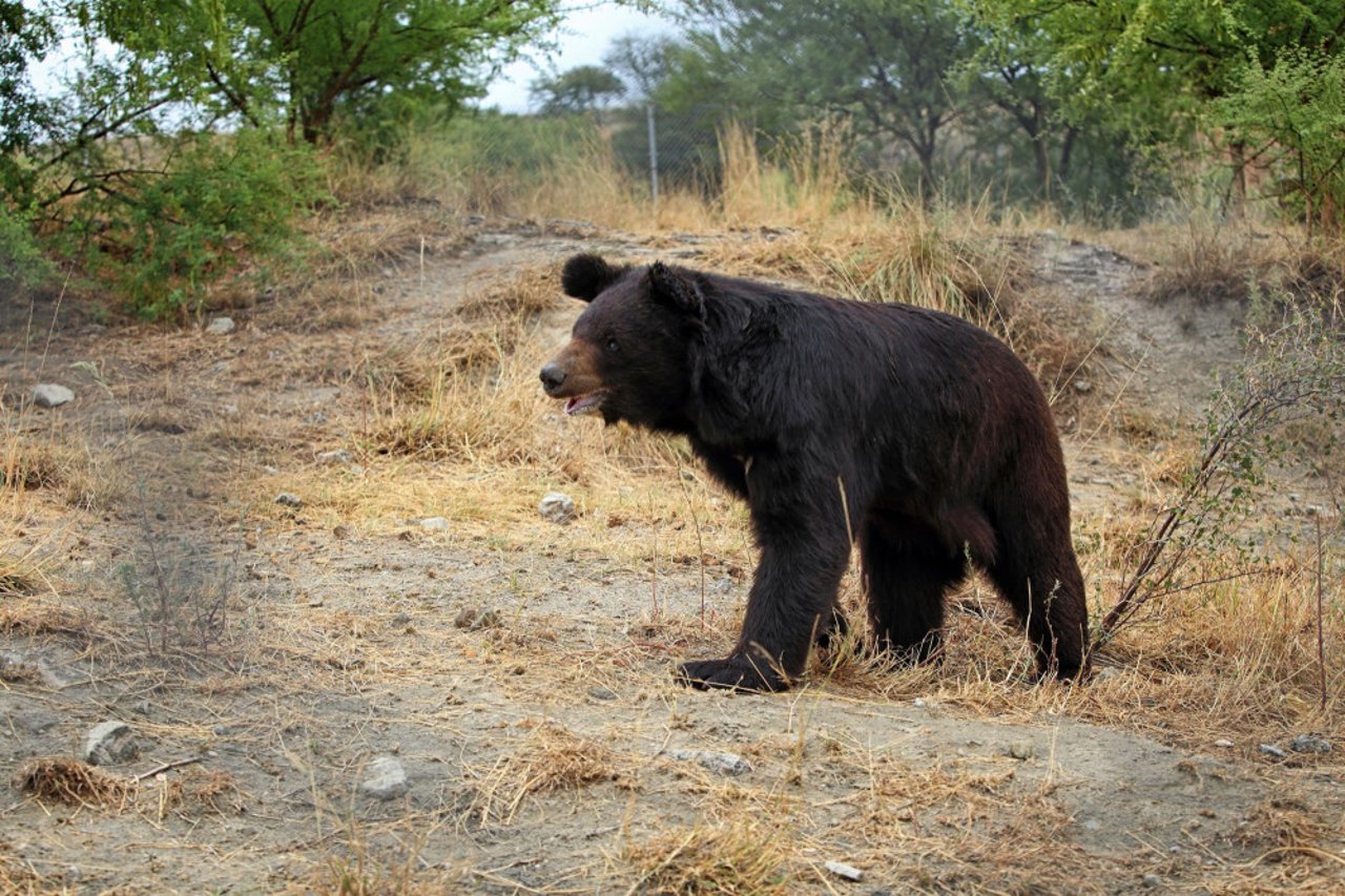 Bear bios - playful Pooh