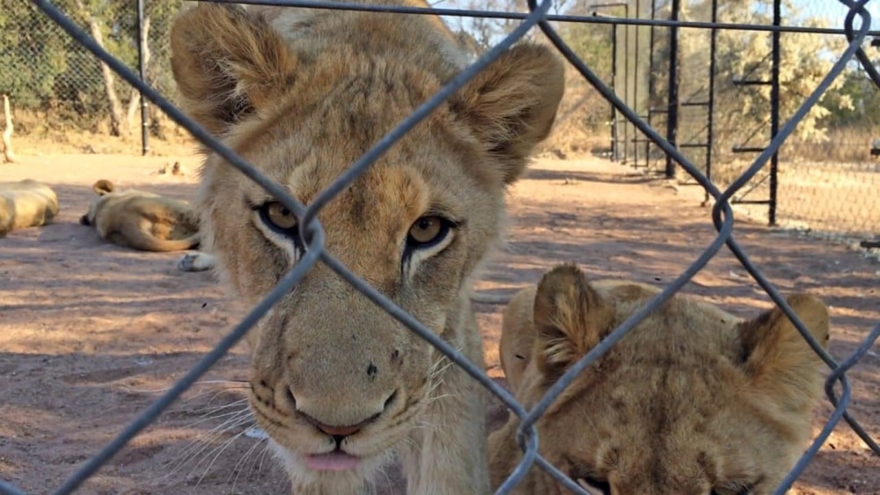 Lion looking out from behind chain linked fence