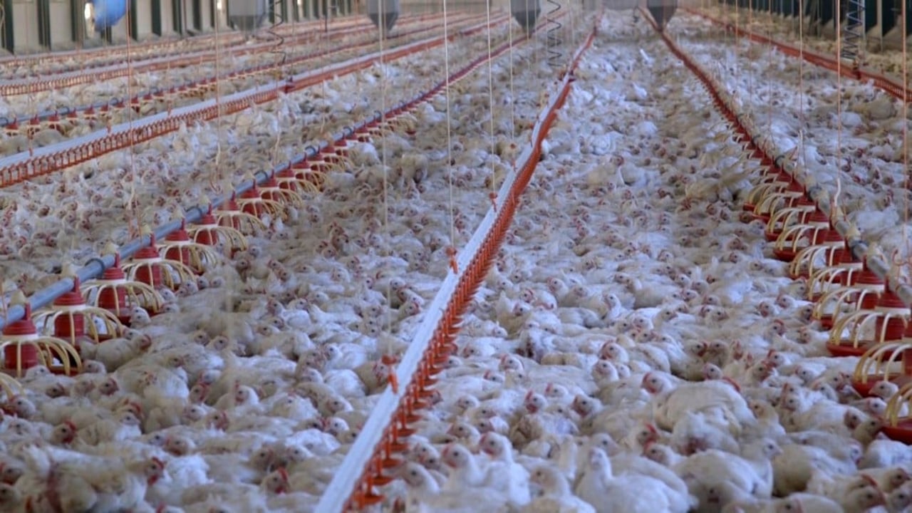 32 day old broiler (meat) chickens in a commercial indoor system