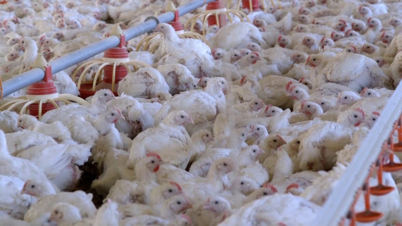 32 day old broiler (meat) chickens in a commercial indoor system. Credit: World Animal Protection