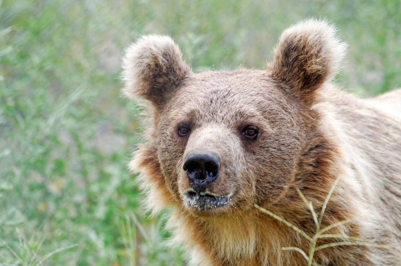 1017728_rescued_bear_pakistan