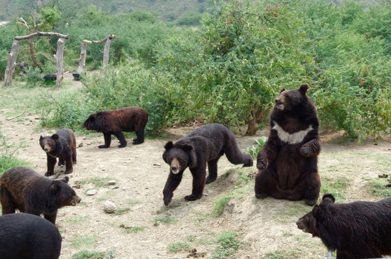 1017738_bear_sanctuary_balkasar_pakistan