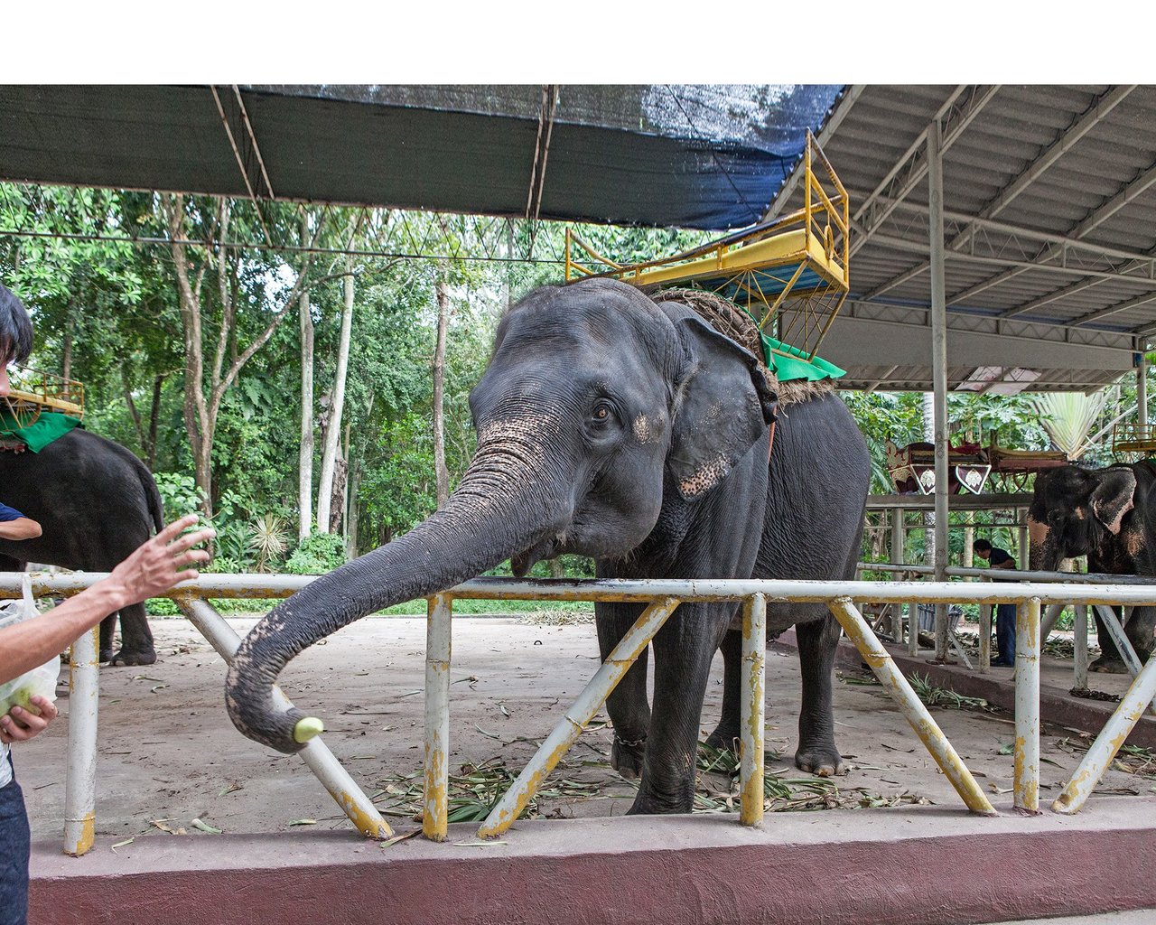 Baby elephant in a low welfare venue