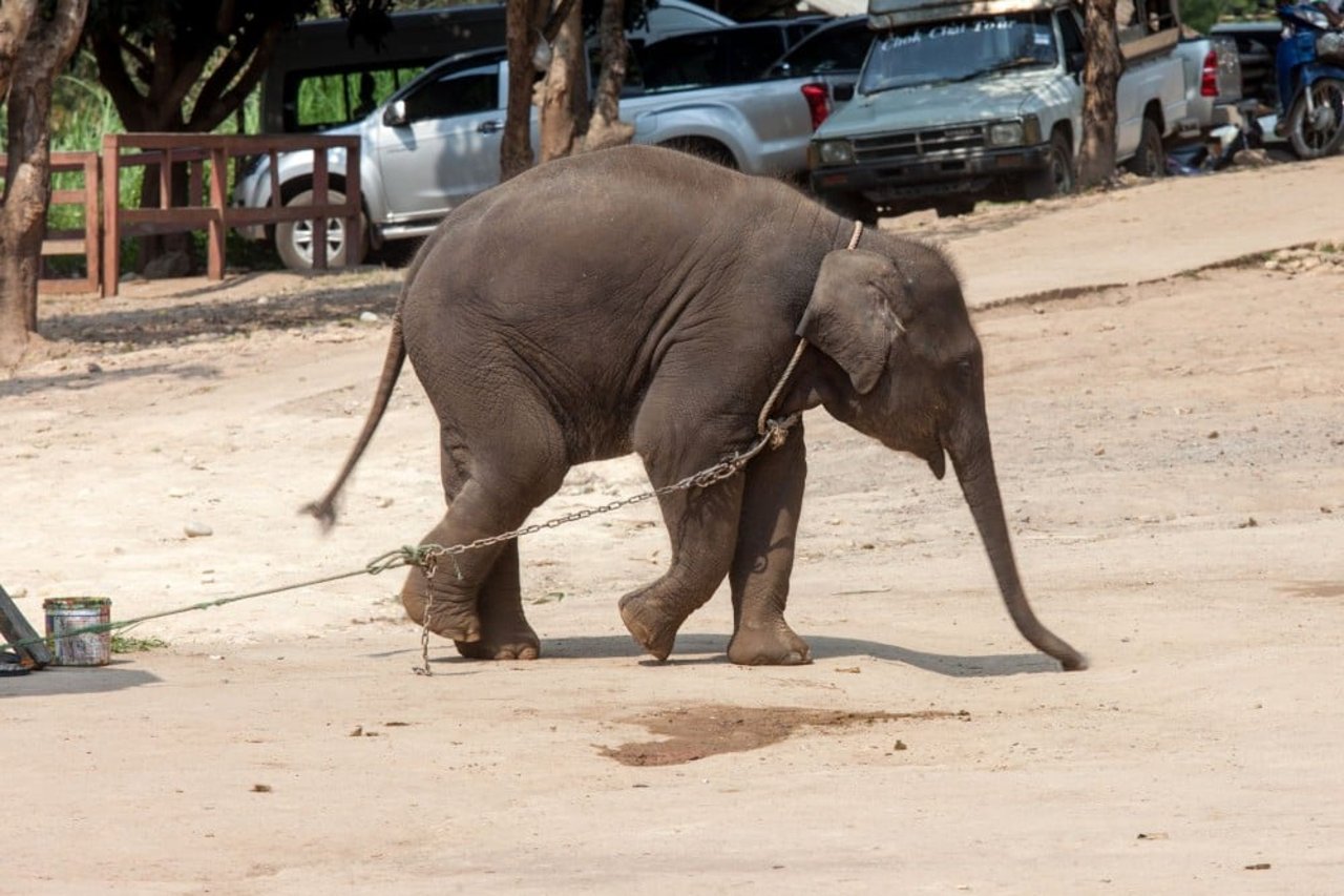 An elephant used for tourist entertainment.
